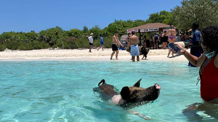 Nassau: Discover Exuma Island Hopping and Swimming Pigs Tour - What is included, and what should you bring?