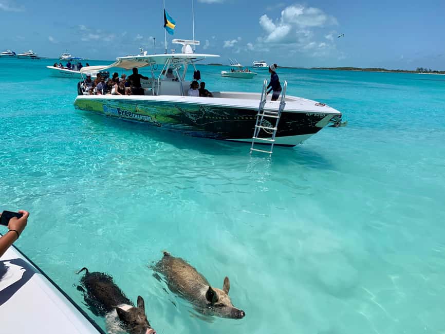 Nassau: Discover Exuma Island Hopping and Swimming Pigs Tour - Allen’s Cay and the rare Bahamian rock iguanas