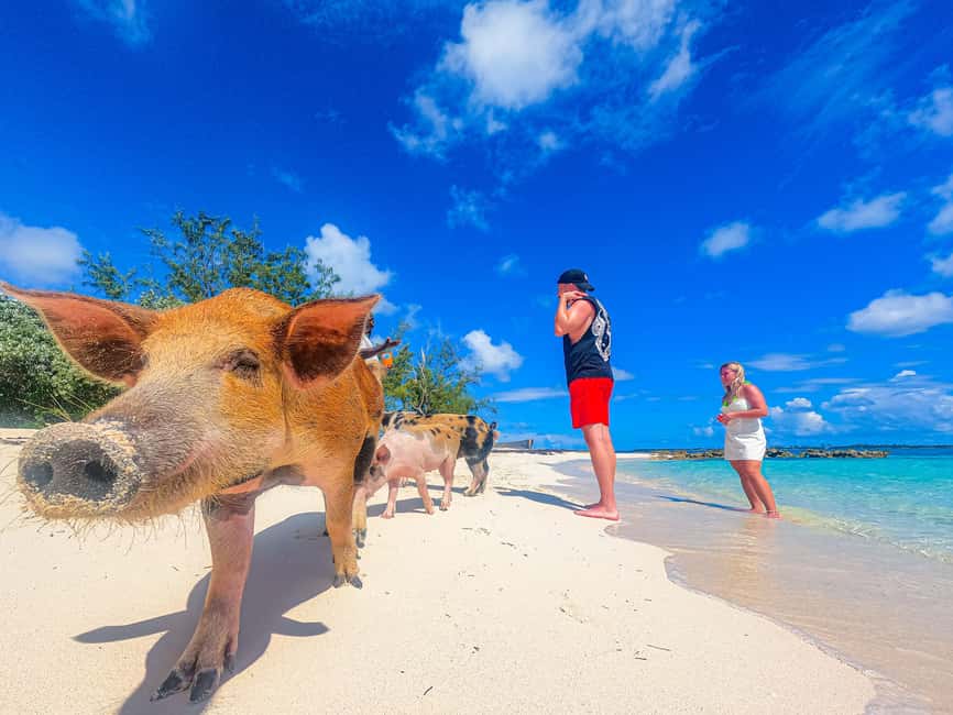 Nassau: Pigs Beach Trip by Boat with Swimming and Feeding - What Pig Beach is really like