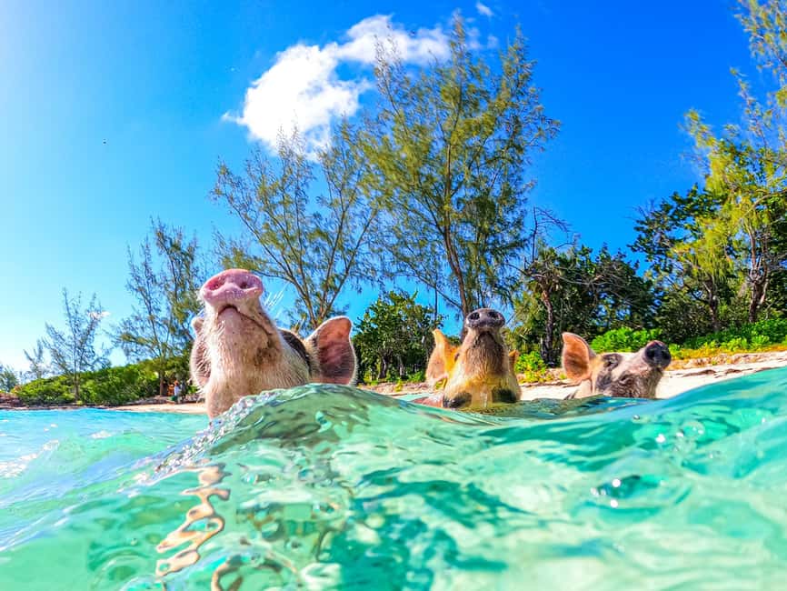 Nassau: Pigs Beach Trip by Boat with Swimming and Feeding - How much time should you allow?