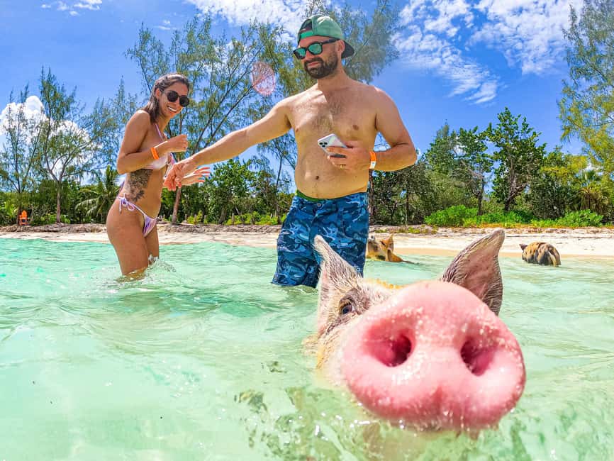 Nassau: Pigs Beach Trip by Boat with Swimming and Feeding - Should you book this pig beach trip?