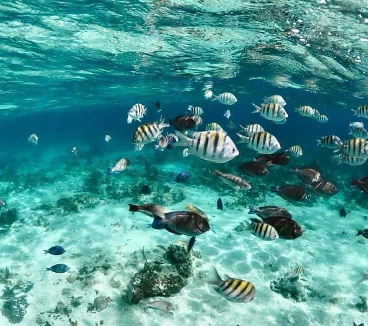 Nassau: Pigs, Snorkel, Turtles, Lunch, Private Beach Club - Lunch, drinks, and what $139 really covers