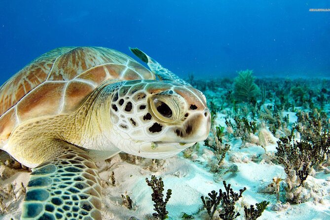 Nassau: Private Island & Snorkeling, Turtles, Drinks & BBQ - Pearl Island brings the first reef stop