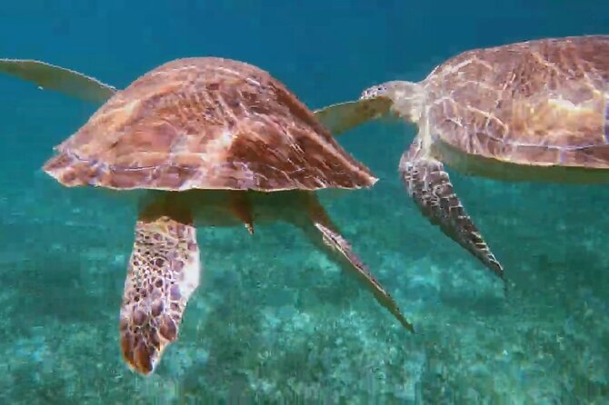 Nassau: Private Island & Snorkeling, Turtles, Drinks & BBQ - Weather can reshape the whole afternoon