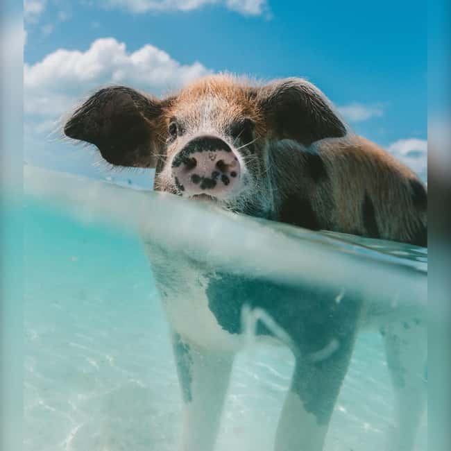 Nassau: Rose 3-Island Tour with Snorkeling and Lunch - Pickup points and practical timing