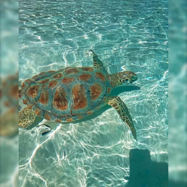 Nassau: Rose 3-Island Tour with Snorkeling and Lunch - Who should book this island tour?