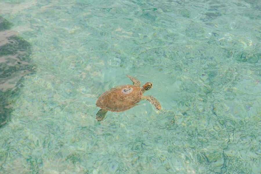 Nassau: Rose Island's Sand Dollar Beach Resort - Turtle spotting and clear Bahamian water