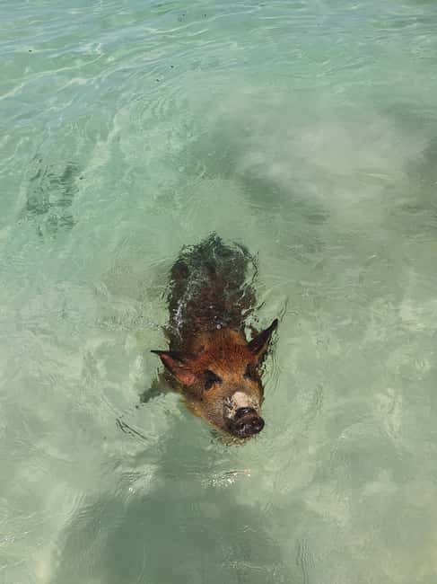 Nassau: Rose Island Swimming Pigs & Turtles Snorkeling Tour - Timing, weather, and what to bring
