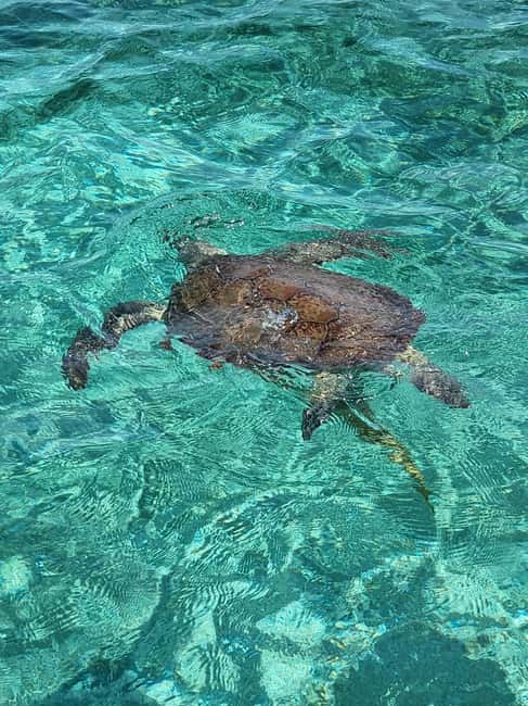 Nassau: Rose Island Swimming Pigs & Turtles Snorkeling Tour - Starting at Paradise Island Ferry Terminal