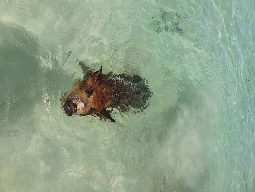 Nassau: Rose Island Swimming Pigs & Turtles Snorkeling Tour - What the $127 price includes