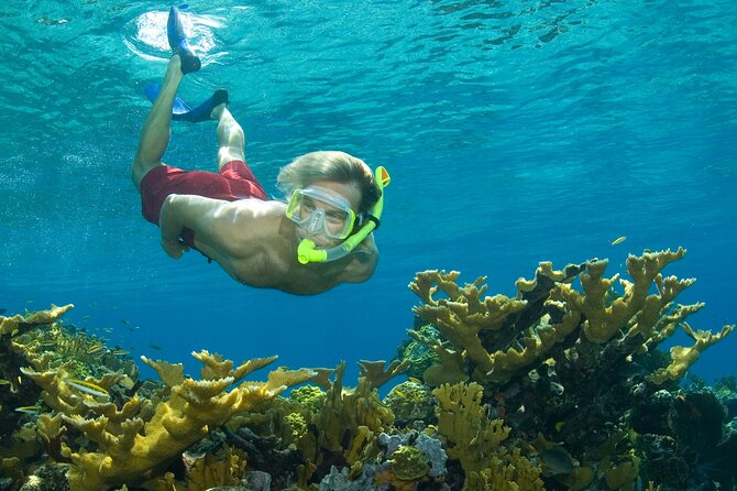 Nassau Shore Excursion: Bahamas Snorkel Adventure - Key points before you book