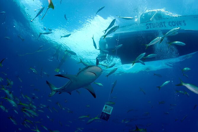 Nassau Shore Excursion: Bahamas Snorkel Adventure - First reef stop: your introduction to Bahamian snorkeling