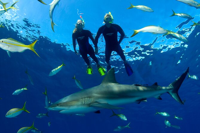 Nassau Shore Excursion: Bahamas Snorkel Adventure - The best reef stop can be the middle of the outing