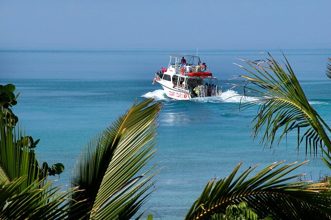 Nassau Shore Excursion: Bahamas Snorkel Adventure - The shark stop: exciting, controlled, and often short