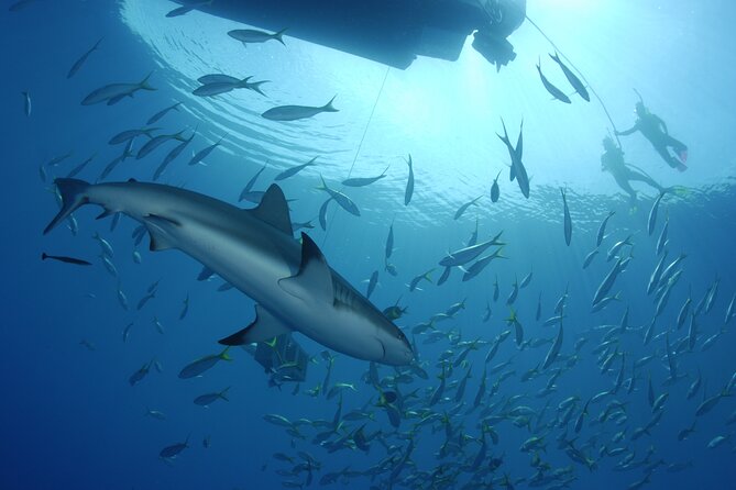 Nassau Shore Excursion: Bahamas Snorkel Adventure - What weather can change