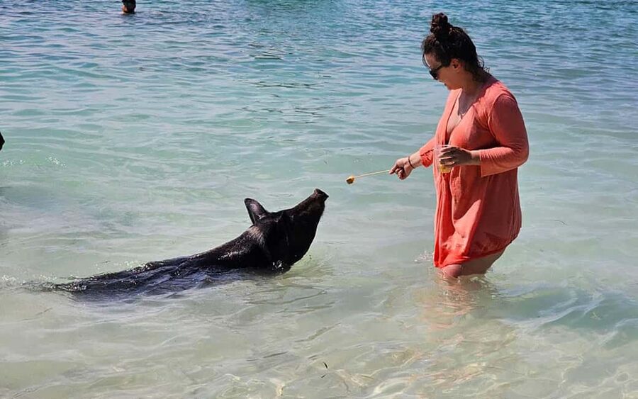 Nassau: Snorkeling, Pig Beach, Swim with Turtles, and Lunch - Key points to know before you book