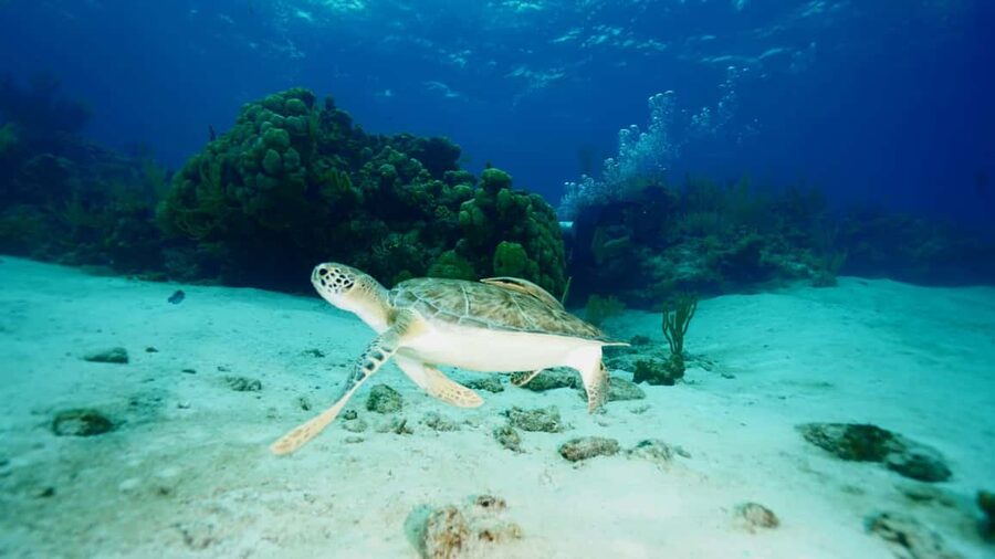 Nassau: Snorkeling, Pig Beach, Swim with Turtles, and Lunch - Who should book this excursion?
