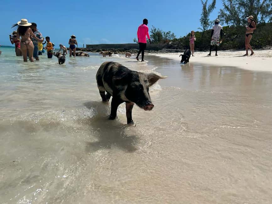 Nassau: Snorkeling, Pig Beach, Swim with Turtles, and Lunch - Snorkeling near Athol Island and the reefs