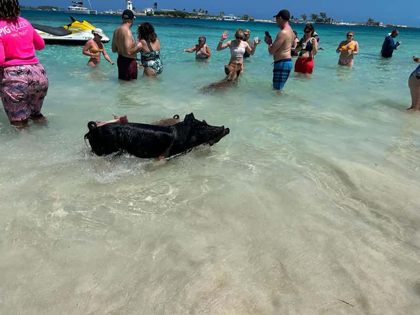 Nassau: Snorkeling, Pig Beach, Swim with Turtles, and Lunch - Pig Beach on Rose Island