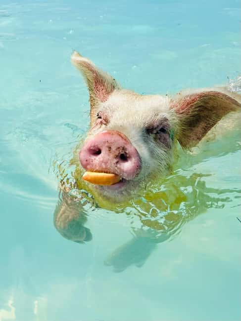 Nassau: Swimming Pigs and Private Beach Club Trip with Lunch - Rose Island, pigs, and a proper beach day