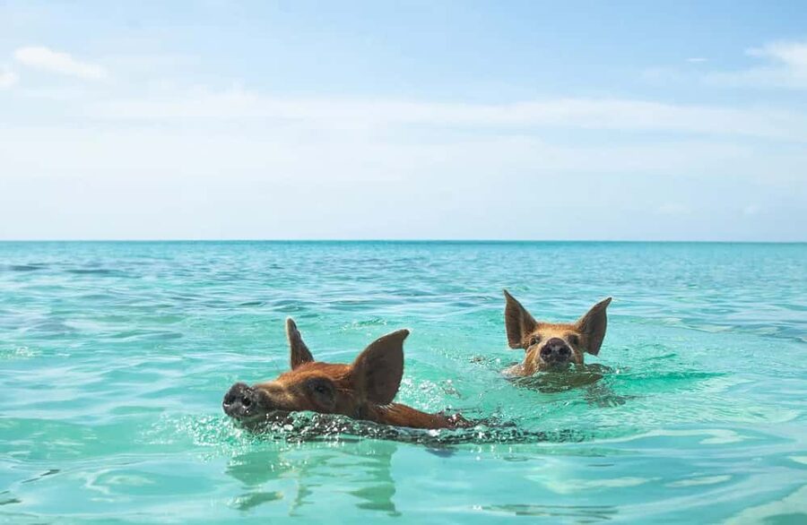 Nassau: Swimming Pigs and Private Beach Club Trip with Lunch - Meeting the swimming pigs