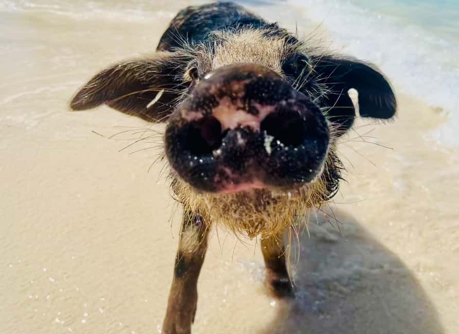 Nassau: Swimming Pigs and Private Beach Club Trip with Lunch - What $139 buys you