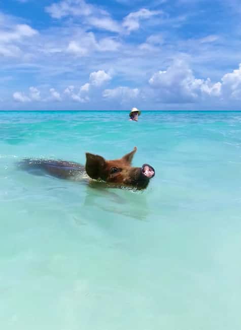 Nassau: Swimming Pigs and Private Beach Club Trip with Lunch - Booking and timing advice