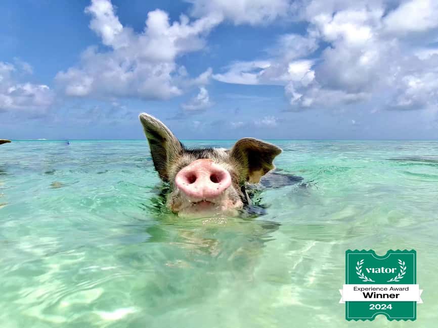 Nassau: Swimming Pigs and Private Beach Club Trip with Lunch - The boat from Nassau to Rose Island