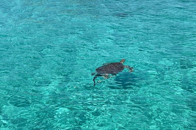 Nassau: Swimming Pigs And Snorkel With Turtles - Key points before you book