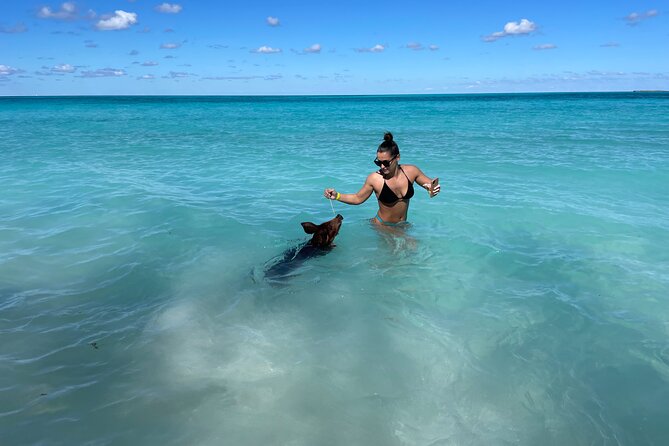 Nassau: Swimming Pigs And Snorkel With Turtles - Morning or afternoon timing