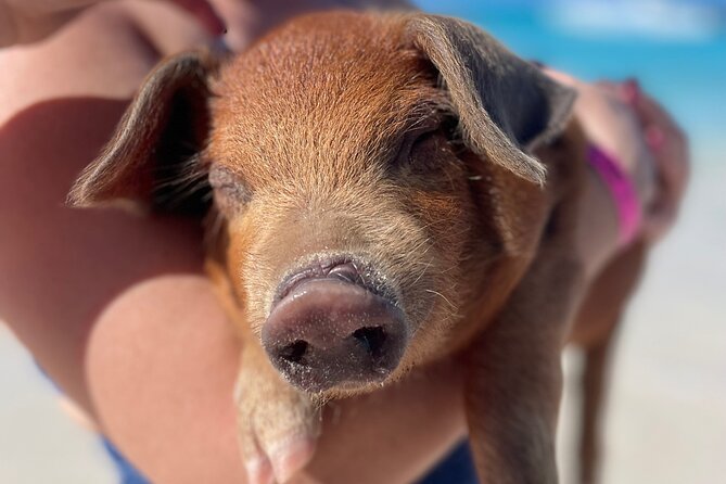 Nassau: Swimming Pigs And Snorkel With Turtles - Rose Island and the swimming pigs