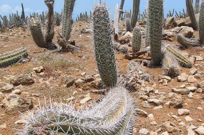 National Park Jeep Safari - The special Orchid Trail