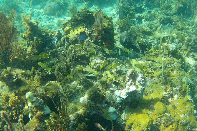 Negril Glass Bottom Boat Tour Snorkeling and Booby Cay - Booby Cay: one hour for seafood and sun