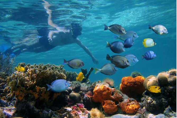 Negril Glass Bottom Boat Tour Snorkeling and Booby Cay - Med Reef is where the trip earns its price