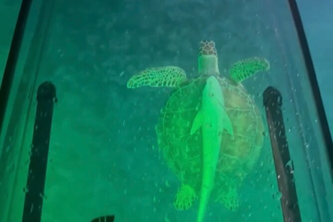 Night Kayak Tour St. Thomas - Westin Frenchman's Reef - Tarpon, stingrays, and the chance of a turtle