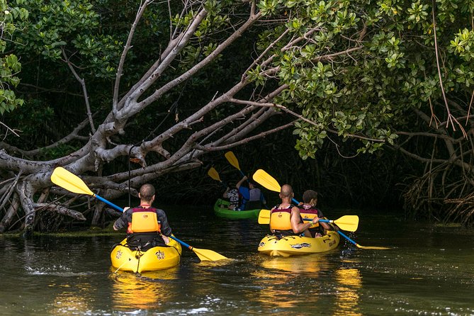 Night Kayaking Experience on Bioluminescent Lagoon in Fajardo - Why Laguna Grande feels different after dark
