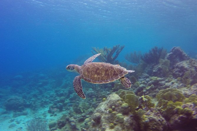 Open Water Diver Course at Blue Bay Dive in Curacao - Instructor attention matters in a small group