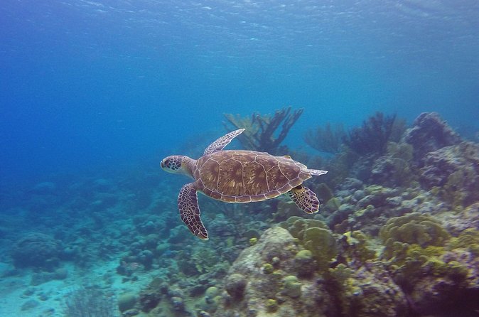 Open Water Diver Course at Blue Bay Dive in Curacao - Who should take this course at Blue Bay