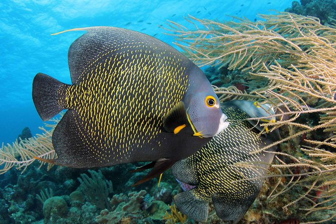 PADI Discover Scuba Dive at 5 Star Dive Center Blue Bay Dive, Curacao - Practicing before visiting the reef