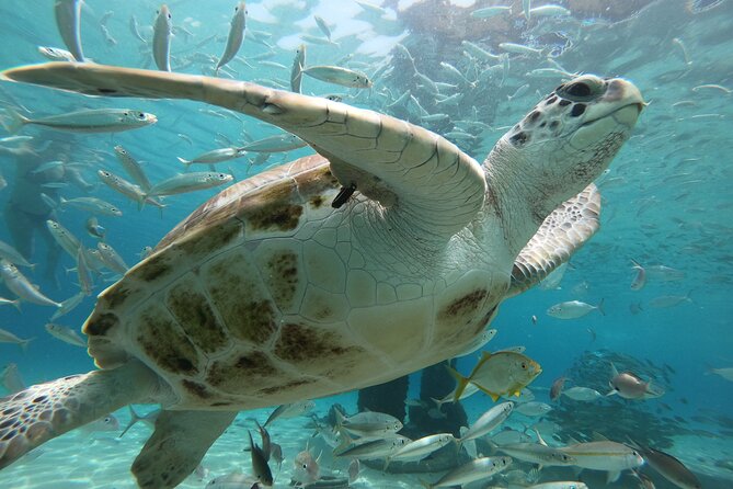 PADI Open Water Course in Curacao - Fitness, comfort, and the pace of the course