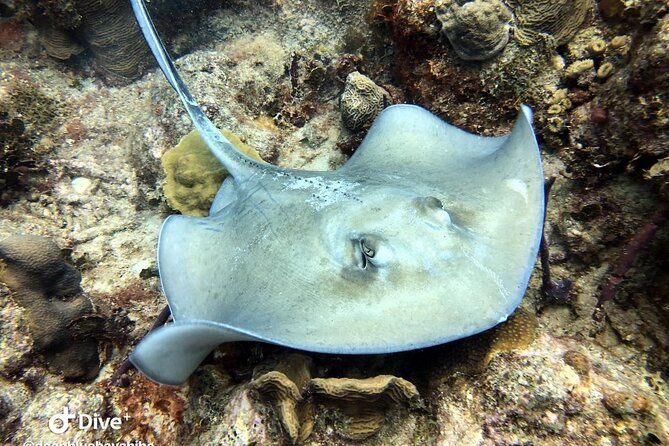 PADI Open Water Diver Course in Bayahibe - Starting at 8:30 a.m. in Bayahibe