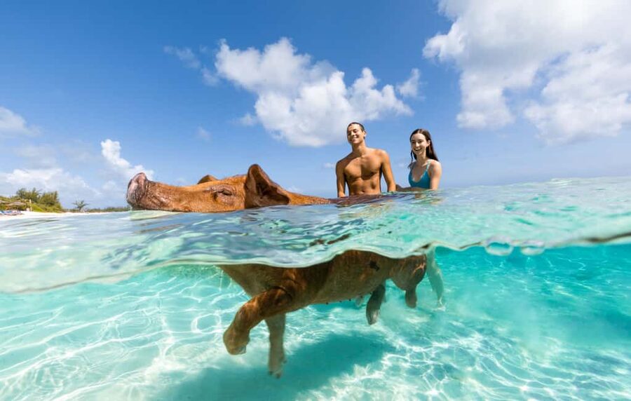 Paradise Island: Rose Island Tour with Swimming Pigs & Lunch - Meeting the swimming pigs