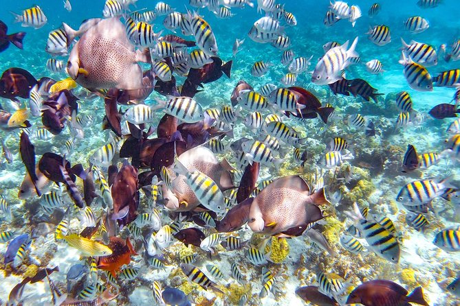 Pearl Island Bahamas Snorkeling Experience and Lunch - Key points to know before booking