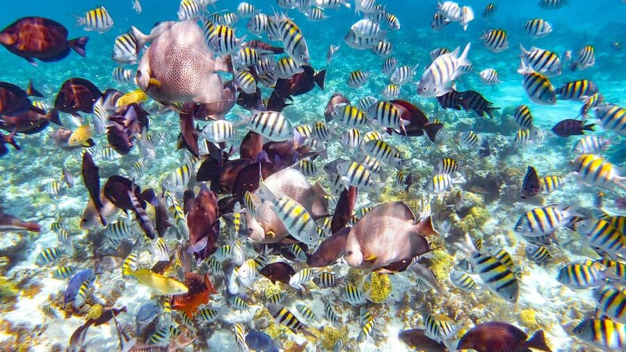 Pearl Island Beach: Full-day Snorkelling with Lunch - Key points to know before booking