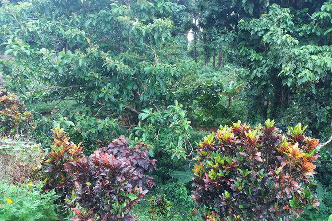 Pepper's Choice : Waterfalls, Sulphur Spa & Black Sand Beach - Mero Beach gives you a low-key coastal break