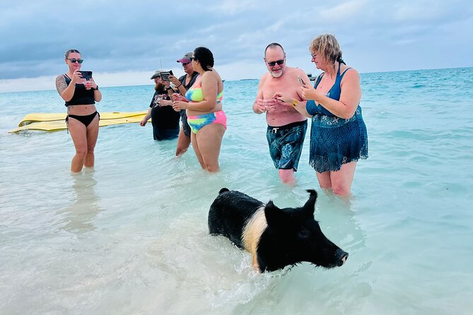 Perfect Day Swimming Pigs, Turtles, Reef Snorkel & Lunch - Watching turtles at protected Green Cay