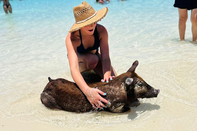 Perfect Day Swimming Pigs, Turtles, Reef Snorkel & Lunch - Feeding the pigs on Rose Island