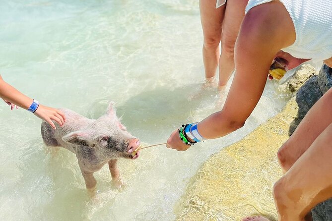 Perfect Day Swimming Pigs, Turtles, Reef Snorkel & Lunch - Is $189 a fair price?