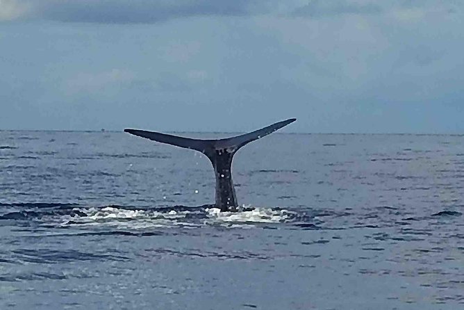 PH Whale Watch & Dolphin Cruise in Dominica - Key points to know before you book