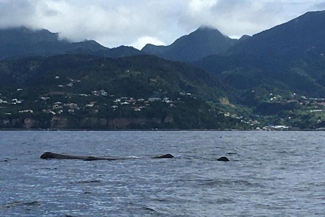 PH Whale Watch & Dolphin Cruise in Dominica - How the $96 price holds up